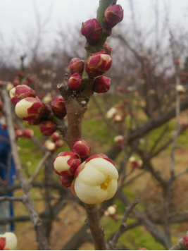 1644650282606858.png image.png